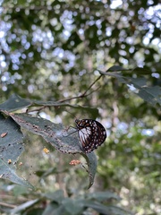 Danaus affinis