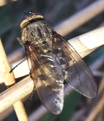 Muscina stabulans