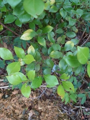 Lindera akoensis
