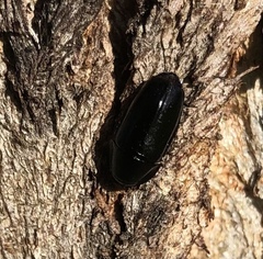 Pseudomorphini