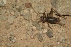 Gryllomorpha dalmatina