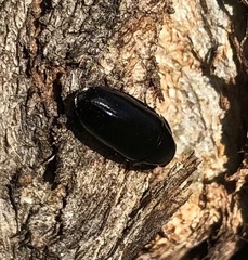 Pseudomorphini