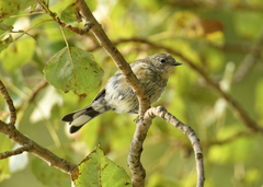 Setophaga coronata auduboni