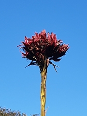 Doryanthes excelsa