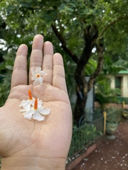 Nyctanthes arbor-tristis