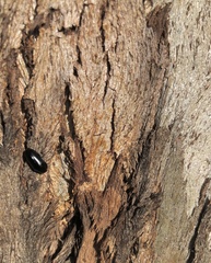 Pseudomorphini