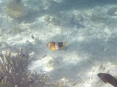 Amphiprion clarkii