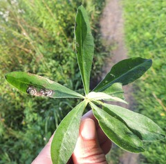 Septoria kaznowskii