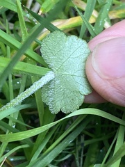 Hydrocotyle hirta