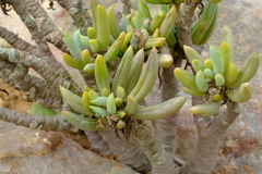 Senecio sarcoides