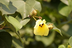 Hibiscus tiliaceus