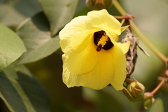 Hibiscus tiliaceus