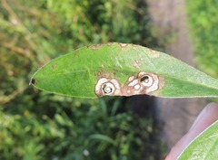 Septoria kaznowskii