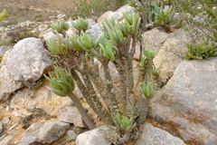 Senecio sarcoides