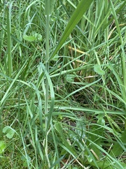 Hydrocotyle hirta