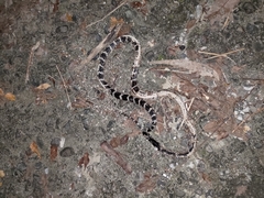 Bungarus multicinctus