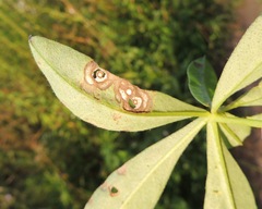 Septoria kaznowskii