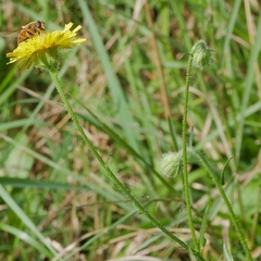 Crepis foetida