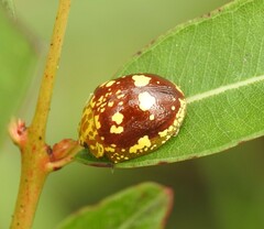 Paropsis maculata