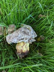 Caloboletus radicans