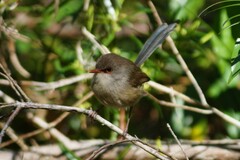 Malurus lamberti