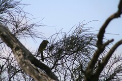 Ptilotula penicillata