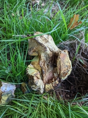 Caloboletus radicans