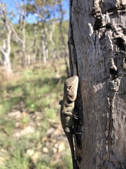 Diporiphora australis