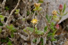 Mitrophyllum clivorum