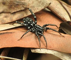 Nyssus albopunctatus