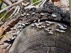 Panellus luxfilamentus