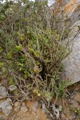 Mitrophyllum clivorum