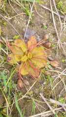 Drosera whittakeri