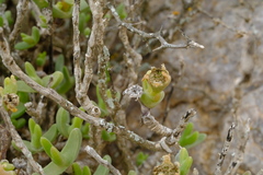 Mitrophyllum clivorum
