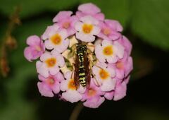 Polistes dominula