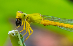Ceriagrion coromandelianum