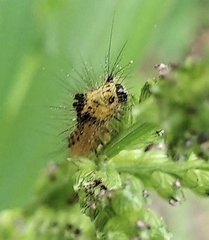 Pericopina