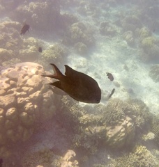Acanthochromis polyacanthus