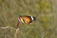 Danaus petilia