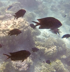 Acanthochromis polyacanthus