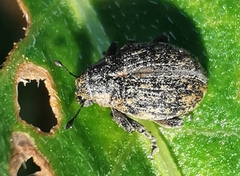 Rhinoncus inconspectus