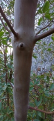 Arbutus andrachne