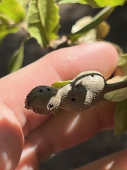 Callirhytis quercussuttoni