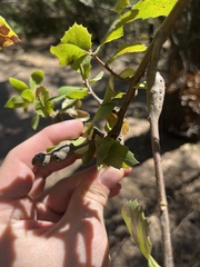 Callirhytis quercussuttoni