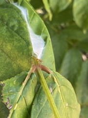 Oecophylla smaragdina