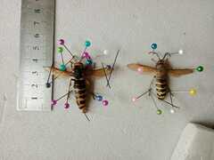 Vespa crabro altaica