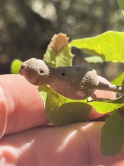 Callirhytis quercussuttoni