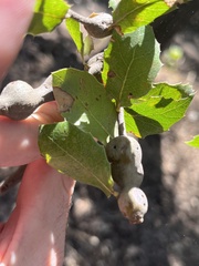 Callirhytis quercussuttoni