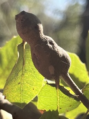 Callirhytis quercussuttoni