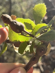 Callirhytis quercussuttoni